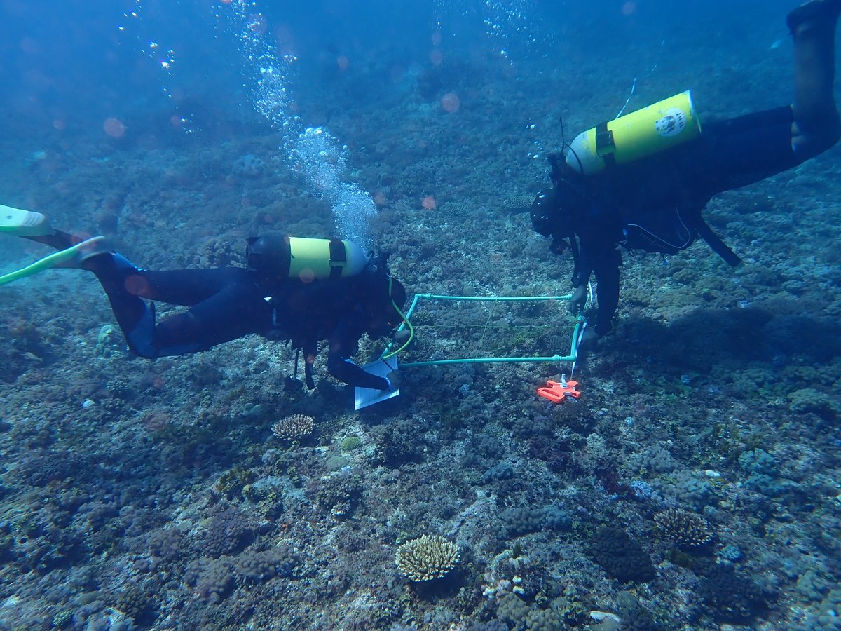 cordioea's tweet photo. Have you been to some of East Africa's best reefs? Our 🤿 team, in collaboration with @Parkreserves, conducted a 10-day survey of #coralreefs at Mafia Island Marine Park, Tanzania. 

🪸🦈🐟

Thriving coral, sharks, and a variety of fish all graced our view! Next, data analysis. https://t.co/5X31QjvjcF