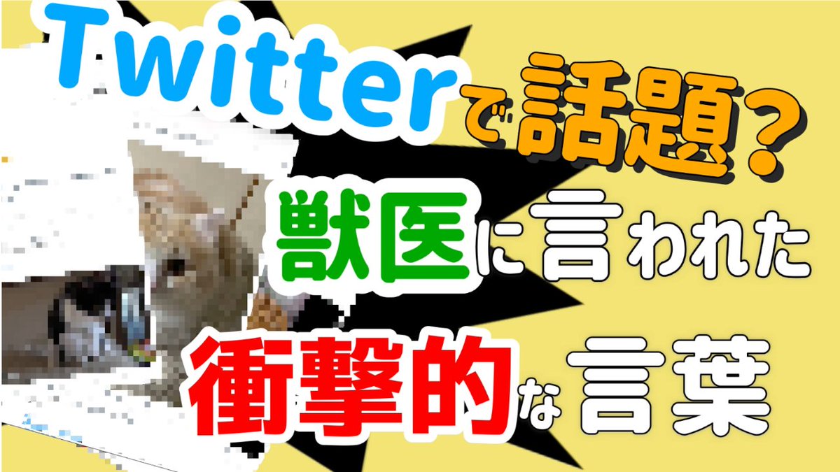 setaria5cat's tweet photo. 最近ツイッターで話題？なってる「獣医に言われた衝撃的な言葉」のツイートを13個ほどまとめてみました！
https://t.co/Bjpf9P6HkM

#Twitter #ツイート #話題 #獣医 #獣医に言われた衝撃的な言葉 #ツイッター #猫 https://t.co/KCkFXrdhFm