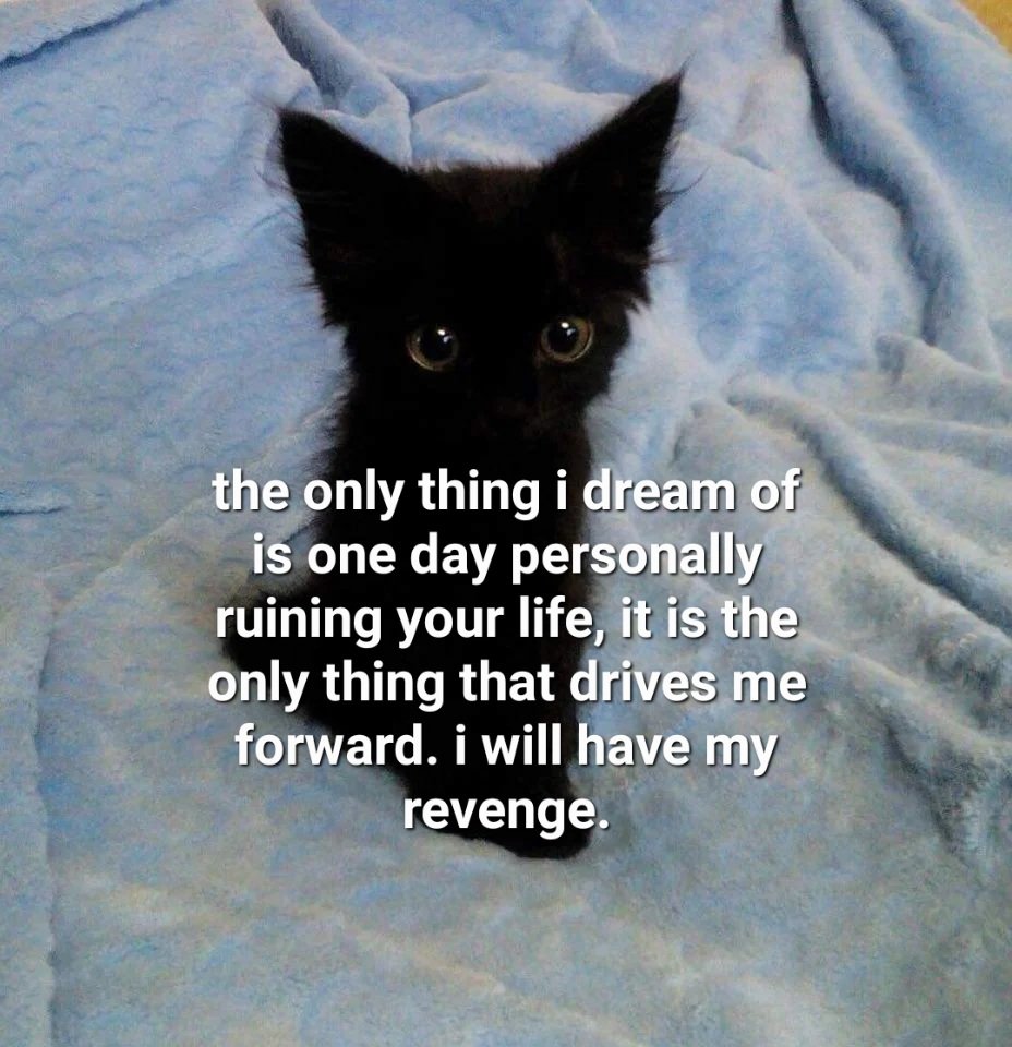 LiterallyMeCats (@literallymecats) on Twitter photo 