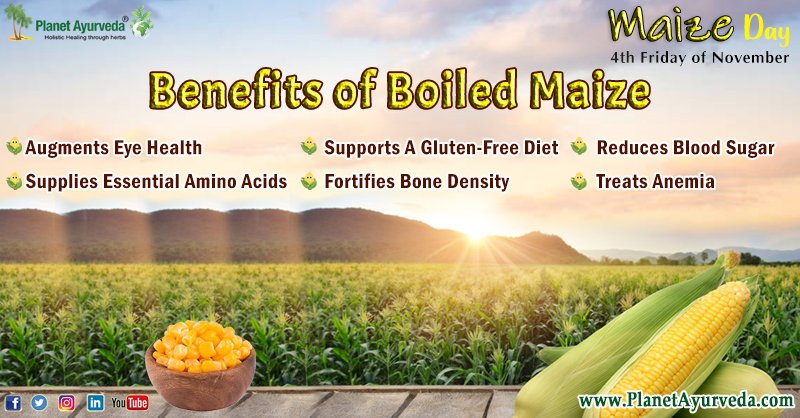 PlanetAyurveda4's tweet photo. Maize Day - 4th Friday of November
Know The Health Benefits of Boiled Maize !!
#MaizeDay #BoiledMaize #BoiledMaizeHealthBenefits #MaizeBenefits #Maize #Corn #Crop #Health #Food #HealthyFood #HealthyDiet #MaizeDay2022 #BlackMaize #Antioxidants #PlanetAyurveda #Ayurveda https://t.co/bCF7Y5cJlx