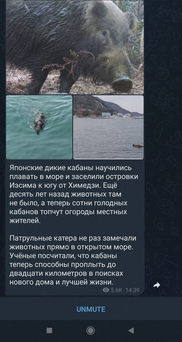 Натся 키라 짱 tweet media