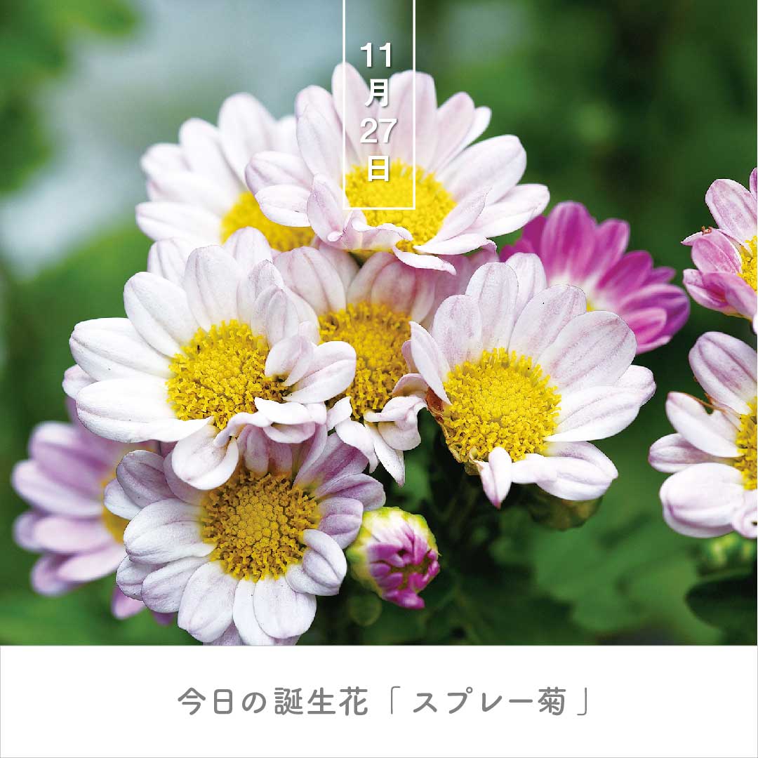 暦生活 今日の誕生花は スプレー菊 花言葉は 清らかな愛 です 1940年代にアメリカで生まれたキクの園芸品種で 日本に逆輸入されました 1本の茎に多数の花をスプレー状に咲かせます スプレーマムとも呼ばれます 誕生花日めくり 23