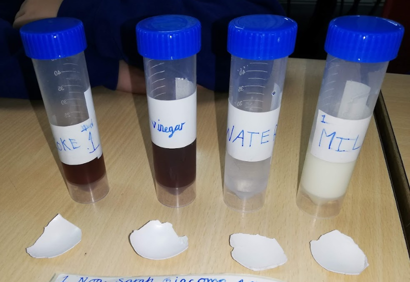 As part of our Digestion topic, we are investigating the effect of sugary drinks on teeth. We have set up a fair  experiment to observe what happens to egg shells (also made of calcium) in different liquids. 
#WroxhamScience <a href="/WroxhamSchool/">The Wroxham School</a> <a href="/MrsLucyWilliams/">Lucy Williams</a>