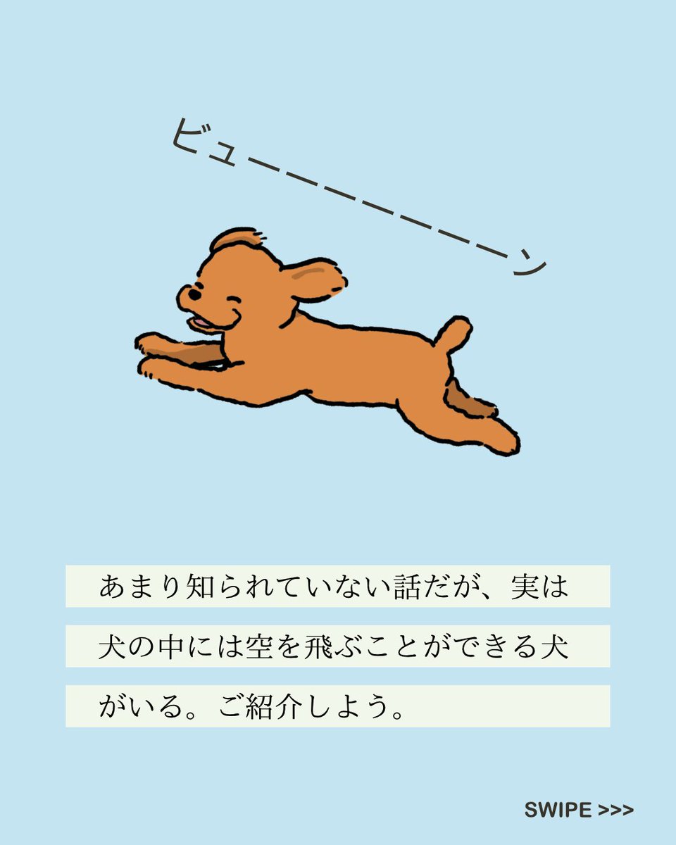 【#変な犬図鑑】
No.221 ミミハバタキーヌ
耳がはばたくあの犬です。 