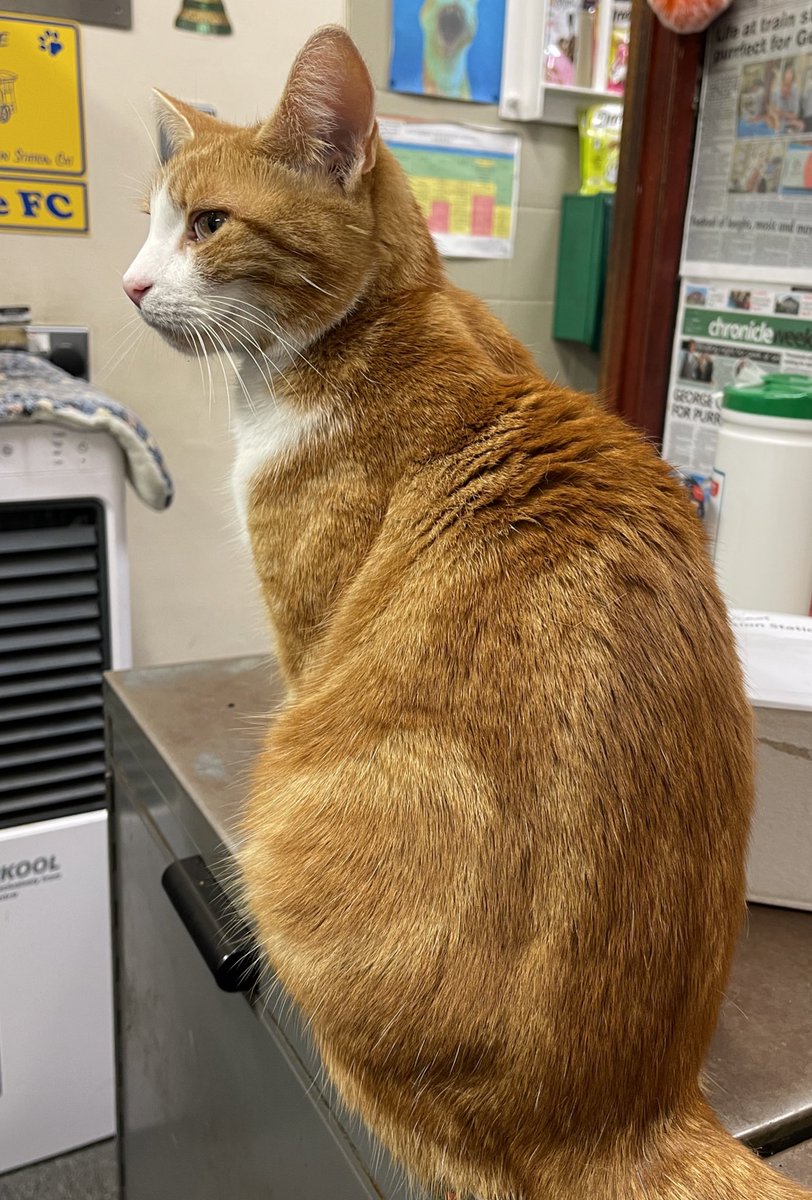 George The Stourbridge Junction Station Cat tweet media