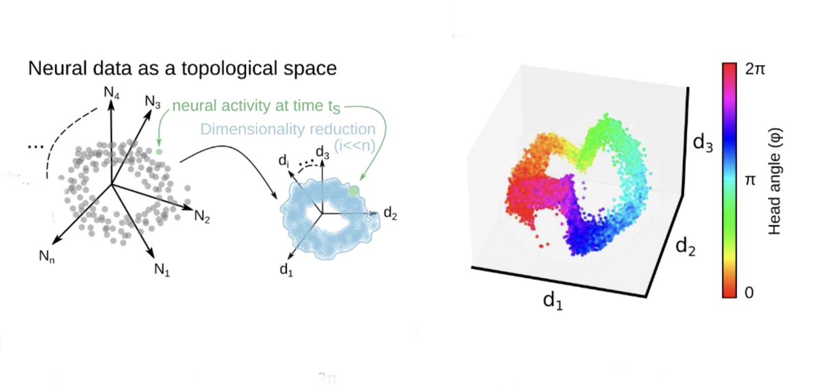 Liset M de la Prida (@lmprida) on Twitter photo Our new <a href="/biorxiv_neursci/">bioRxiv Neuroscience</a> preprint by <a href="/EnrRodSeb/">Enrique Rodriguez</a> & <a href="/Julio_EI/">Julio Esparza</a> is out! Ever wonder how to quantify representational structure over neural manifolds in high- and low-dim spaces? The structure index #SI is a graph-based metric applicable to any arbitrary space. biorxiv.org/content/10.110… Our new <a href="/biorxiv_neursci/">bioRxiv Neuroscience</a> preprint by <a href="/EnrRodSeb/">Enrique Rodriguez</a> & <a href="/Julio_EI/">Julio Esparza</a> is out! Ever wonder how to quantify representational structure over neural manifolds in high- and low-dim spaces? The structure index #SI is a graph-based metric applicable to any arbitrary space. biorxiv.org/content/10.110…