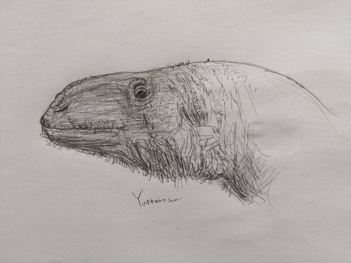 Pampaphoneus, Styraco saurus, Saurornitholestes and Yunannosaurus