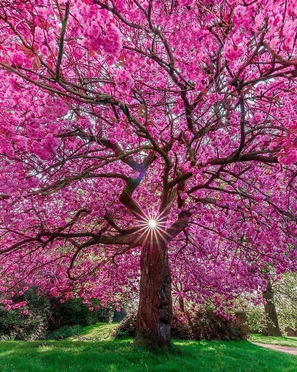 Nature Wonder tweet media