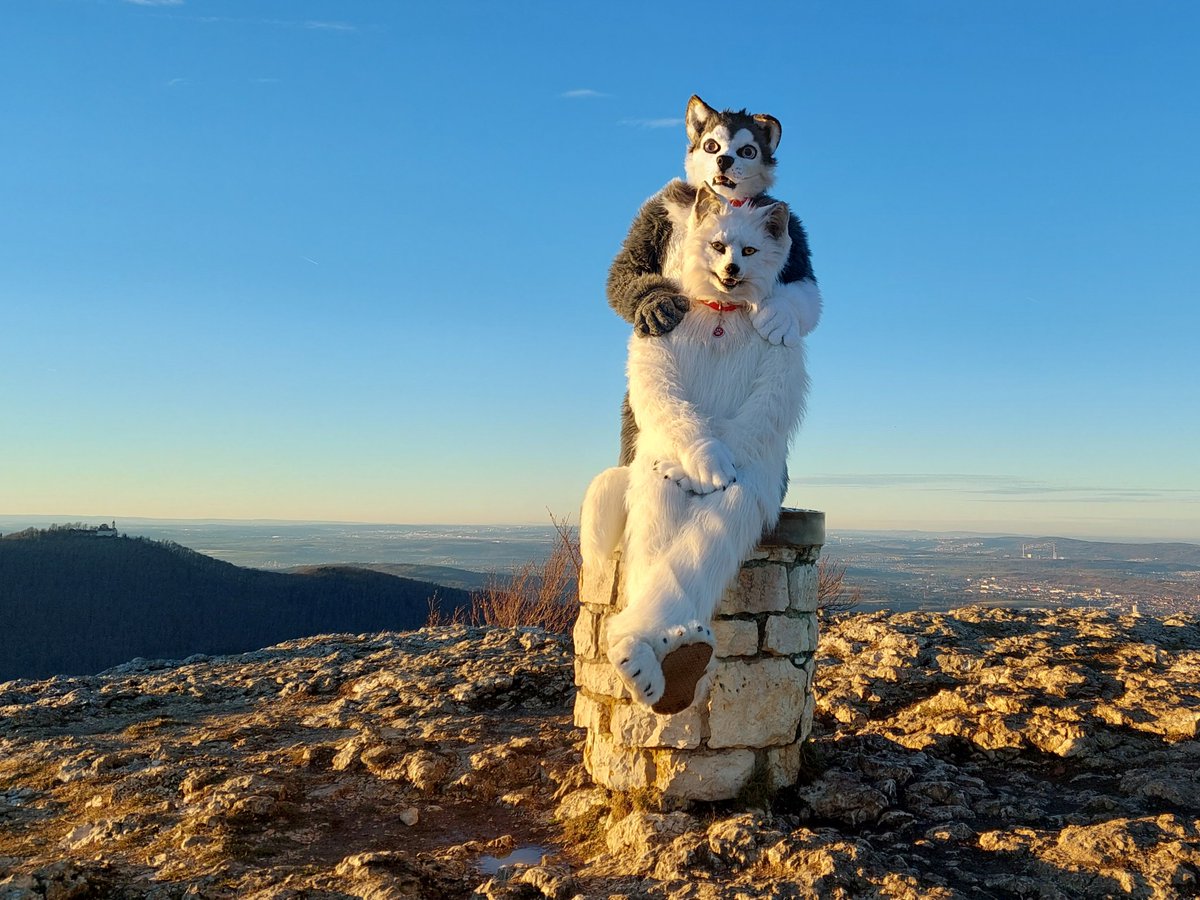 BerkWolf's tweet photo. Happy #FursuitFriday in my @witlupus suit

✂️ @CopperSprite
🐺 @skipp_wolf ❤️✂️ @DireCreatures
📸 #timer
🗓 31.12.2021
🏞 #Breitenstein
🏙 #Bissingen an der #Teck 🇩🇪

#Schwäbische #Alb #Fursuit #Furry #Wolf #Furs #Husky #Sharpe19

Follow my Berk-News (TG):
https://t.co/AIwKf2hO05 https://t.co/vy18XIvP6g