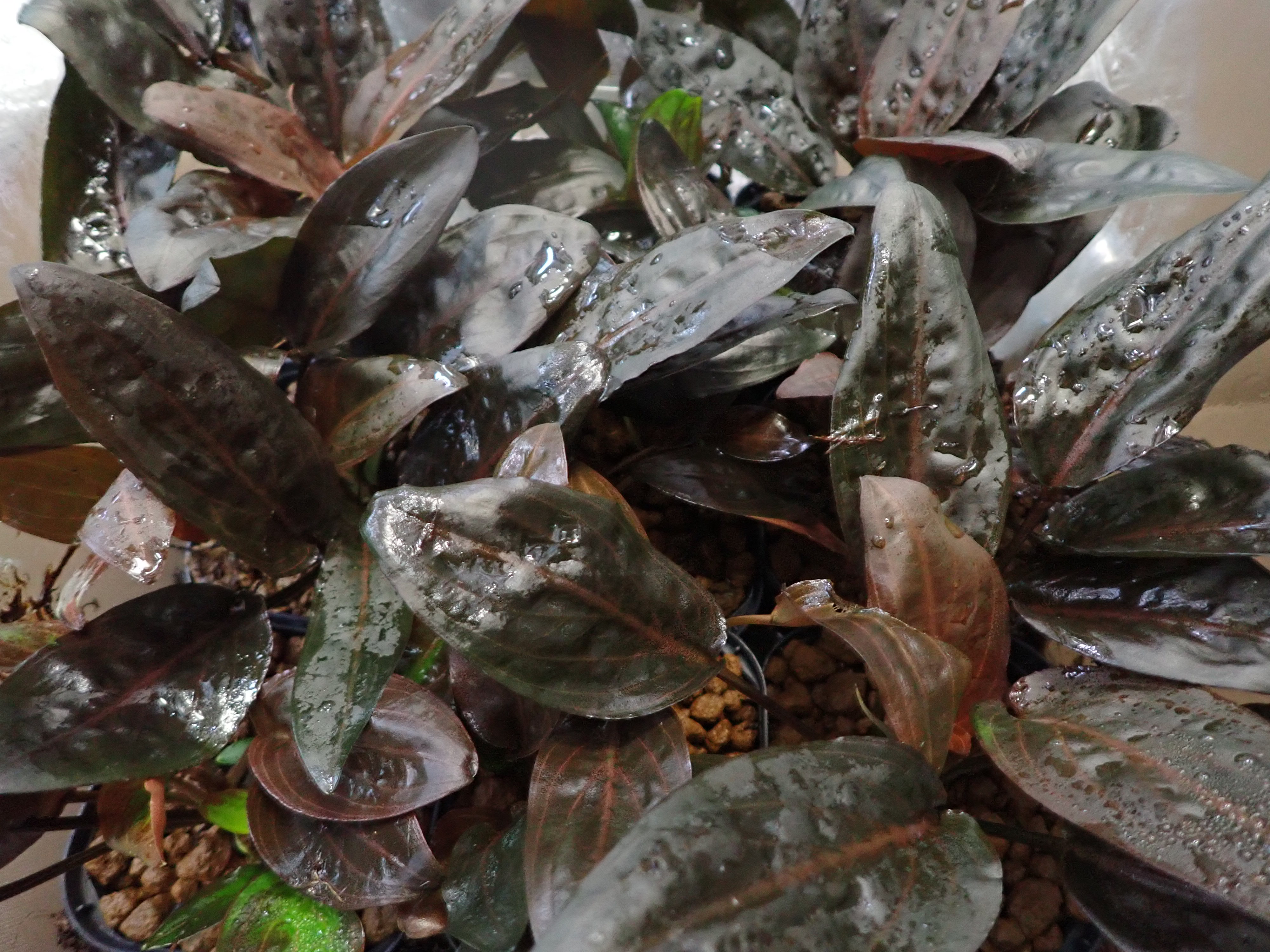特価クリプトコリネ ストリオラータ ムアラワハウ TB便 Cryptocoryne striolata ”ムアラ ワハウ”: 東南亜泥炭会 TEAM BORNEO