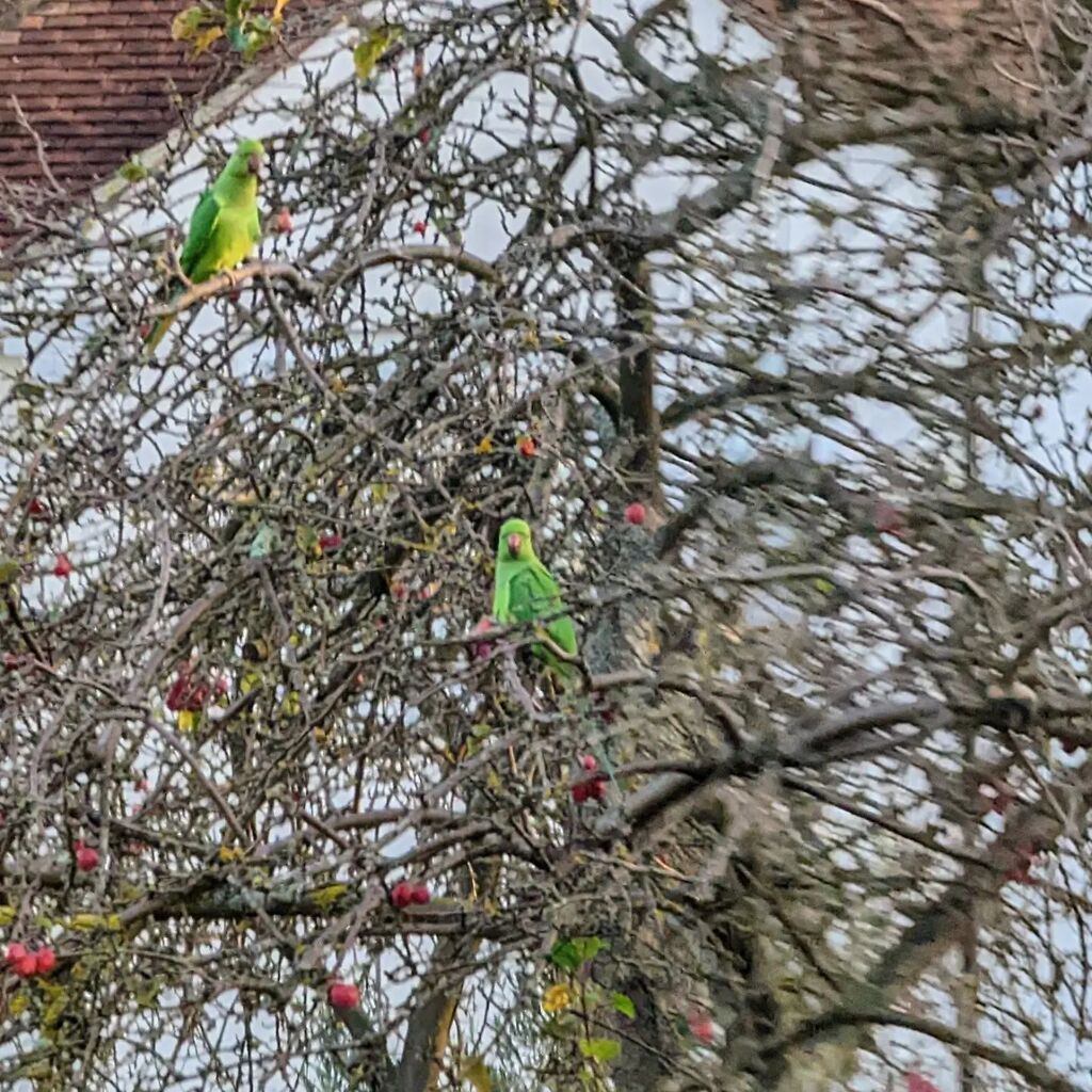 DaveRage's tweet photo. https://t.co/cMh0cFCbCt Green parakeets in the tree outside out house 😁 #photography #photooftheday
#frominsta https://t.co/c6H4DdLsj2