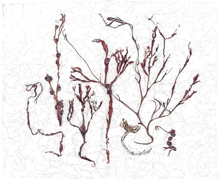 LucyclaytonLucy's tweet photo. Looking forward to exhibiting Seaweed with Pebbles in A Sense of Place exhibition @bprojectspace @SGFADrawing 29Nov-10Dec 🎨⬇️ #drawing #marineart #watercolourpainting #Pencildrawing #blottedline #lovelondon #art #Bermonsey https://t.co/2aKGMMssaW