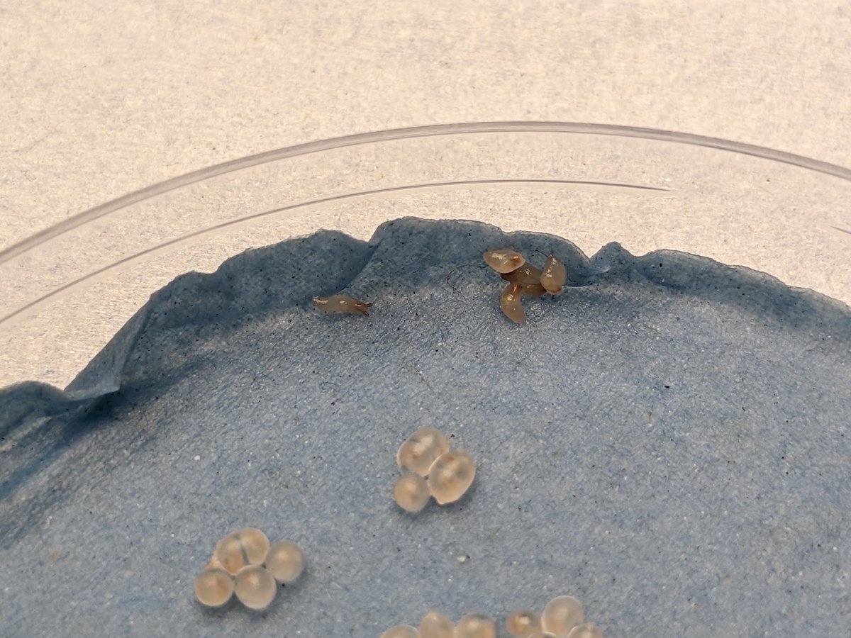 tomallenstevens's tweet photo. Our slugs have had babies! (proud dad moment) they're part of feeding studies @JohnInnesCentre into #SlugResistantWheat
We need more slugs so get in touch if you'd like to send some in. https://t.co/Ds7lx1RlS7 https://t.co/etGrum5hnv