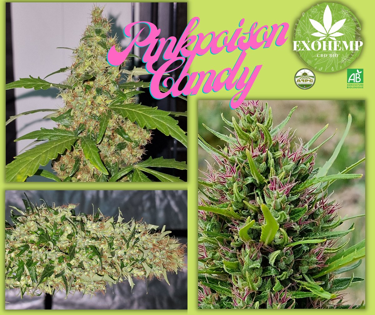 ExoHemp's tweet photo. Nouvelle variété CBD 2022 : La Pinkpoison Candy CBD ! 🍬☠️🌸
100% Bio et 100 % produite en France. 👨‍🌾🇫🇷
🌸
Délectez vous de son parfum floral et acidulé qu'elle doit à sa génétique BubbleGum, et de son goût léger de pin !

https://t.co/9TKtgvmhTC...

#pinkpoisoncandycbd  #cbdshop https://t.co/uPz7hDvHT1