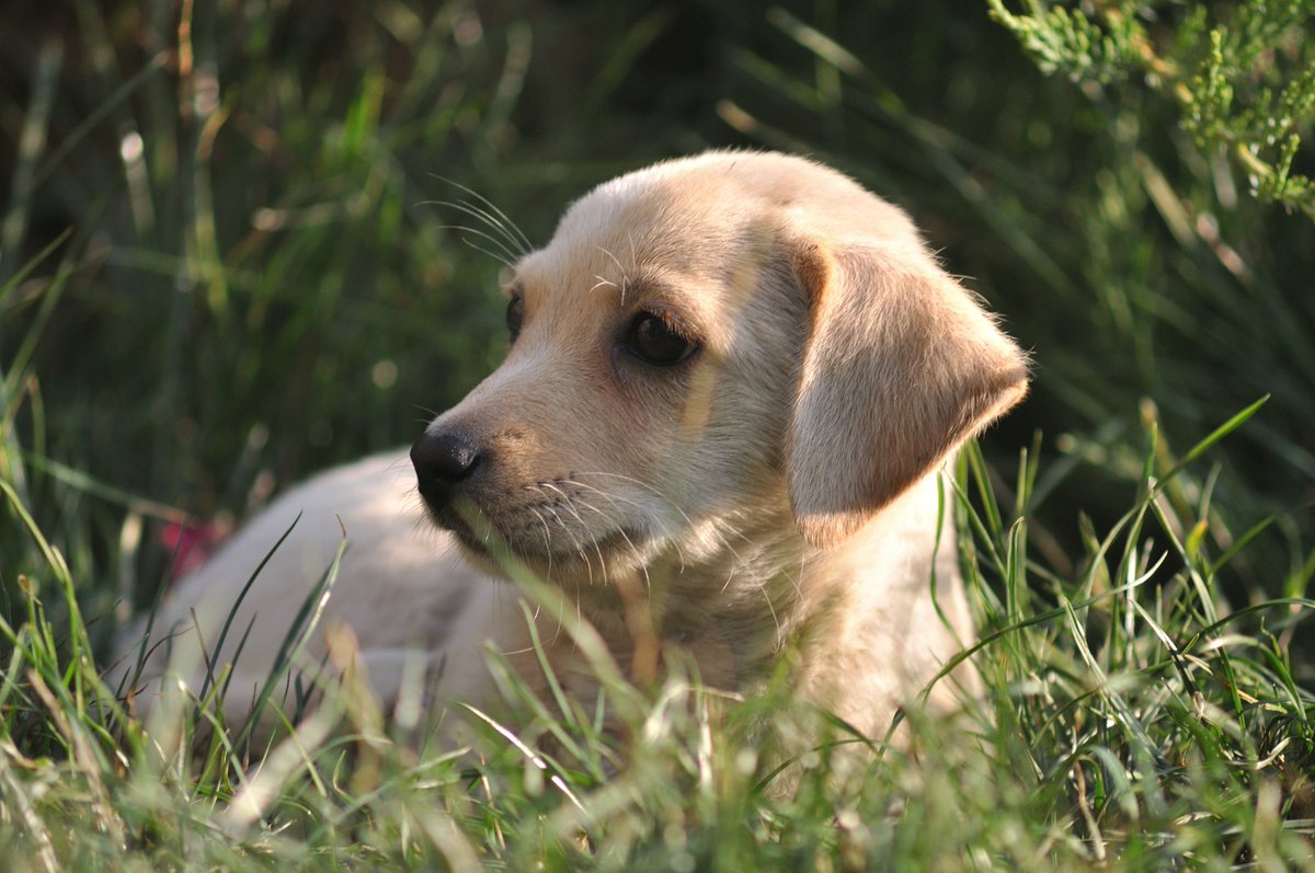 AngelsofUA's tweet photo. Привіт! Ця маленька🐶все ще шукає🏡! Вона вакцинована, їй тільки 5 міс., живе у притулку у Подільську, #Odesa обл. Може бути лякливою, тому треба особливий підхід. Якщо ви зацікавлені, надішліть нам📱номер, ми зв'яжемось з вами. #angelsofukraine #dogs #puppies #pets #petadoption https://t.co/7xAoKl2MRA