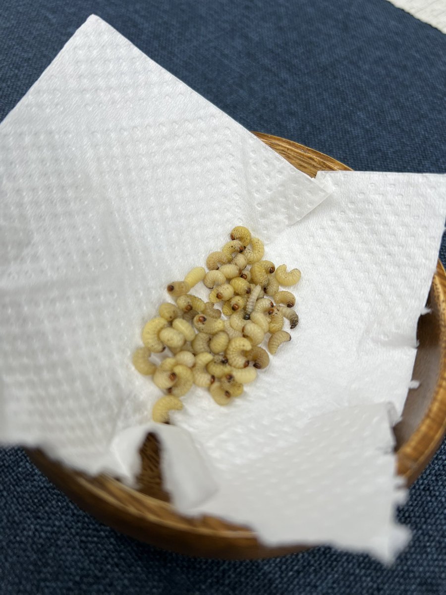 bling2sakura's tweet photo. 実家の栗から出た栗虫！

栗の味がして美味しかった。

内山先生に栗をプレゼントしたら、
栗虫が帰ってきました！ https://t.co/ObuPMbk27H