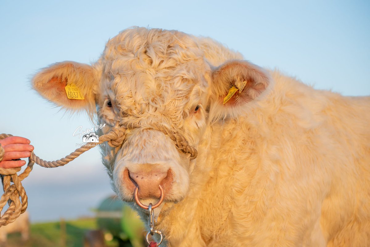 Adrian Judge tweet media