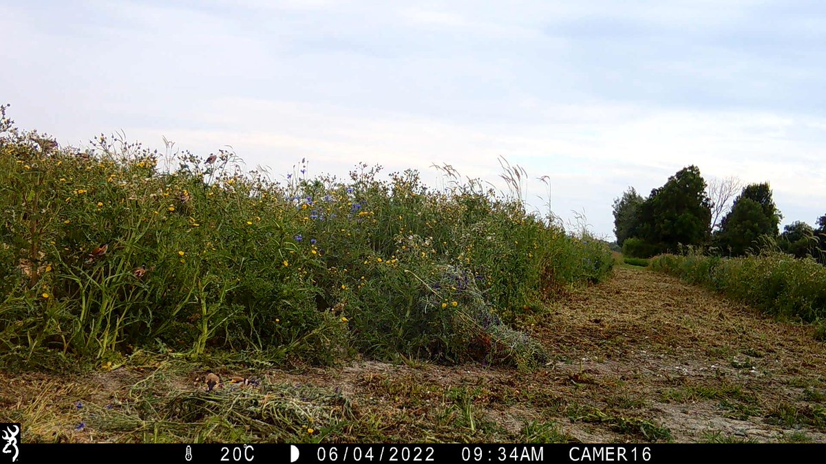 Hoeveel putters kun jij vinden in dit zomertortel veld?

How many goldfinch can you see in this turtle dove field?