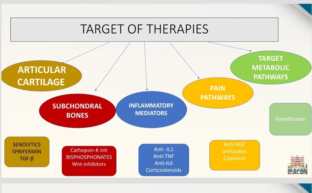 ishaplp's tweet image. Talk on Senolytics &amp;amp; other targeted therapies in OA. Take home points
👉They hold promise, need to recognise patients early
 👉Phenotypes of OA will need different therapies.
👉Highly ambitious approach to keep chondrocytes young. #IRACON22 @PanktiMehta24