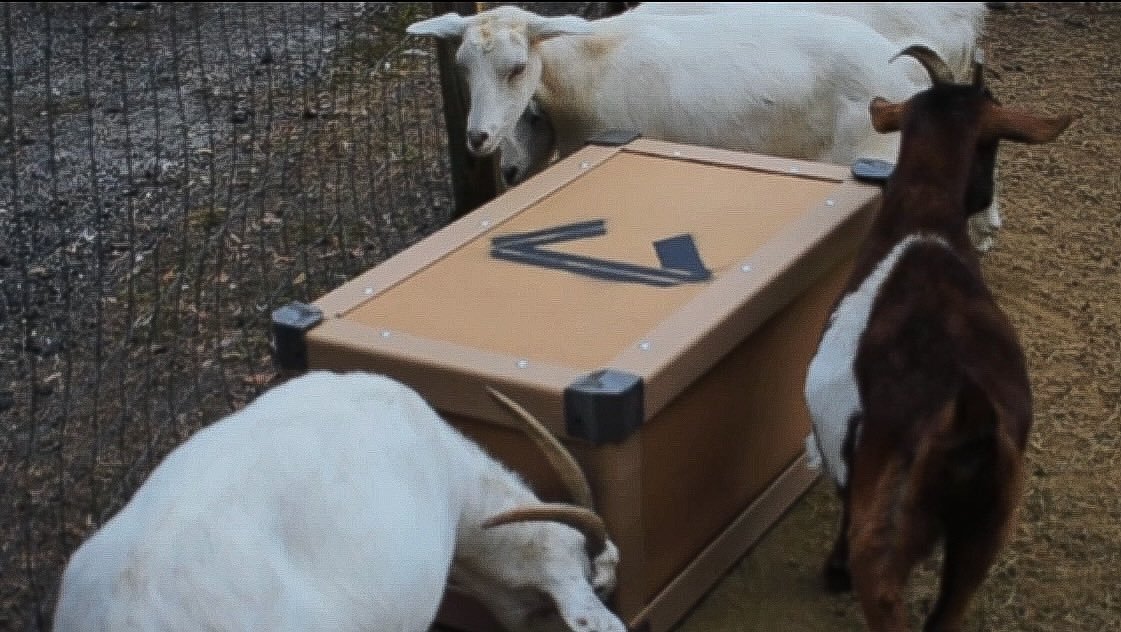 CryptoGoatsNFT tweet media