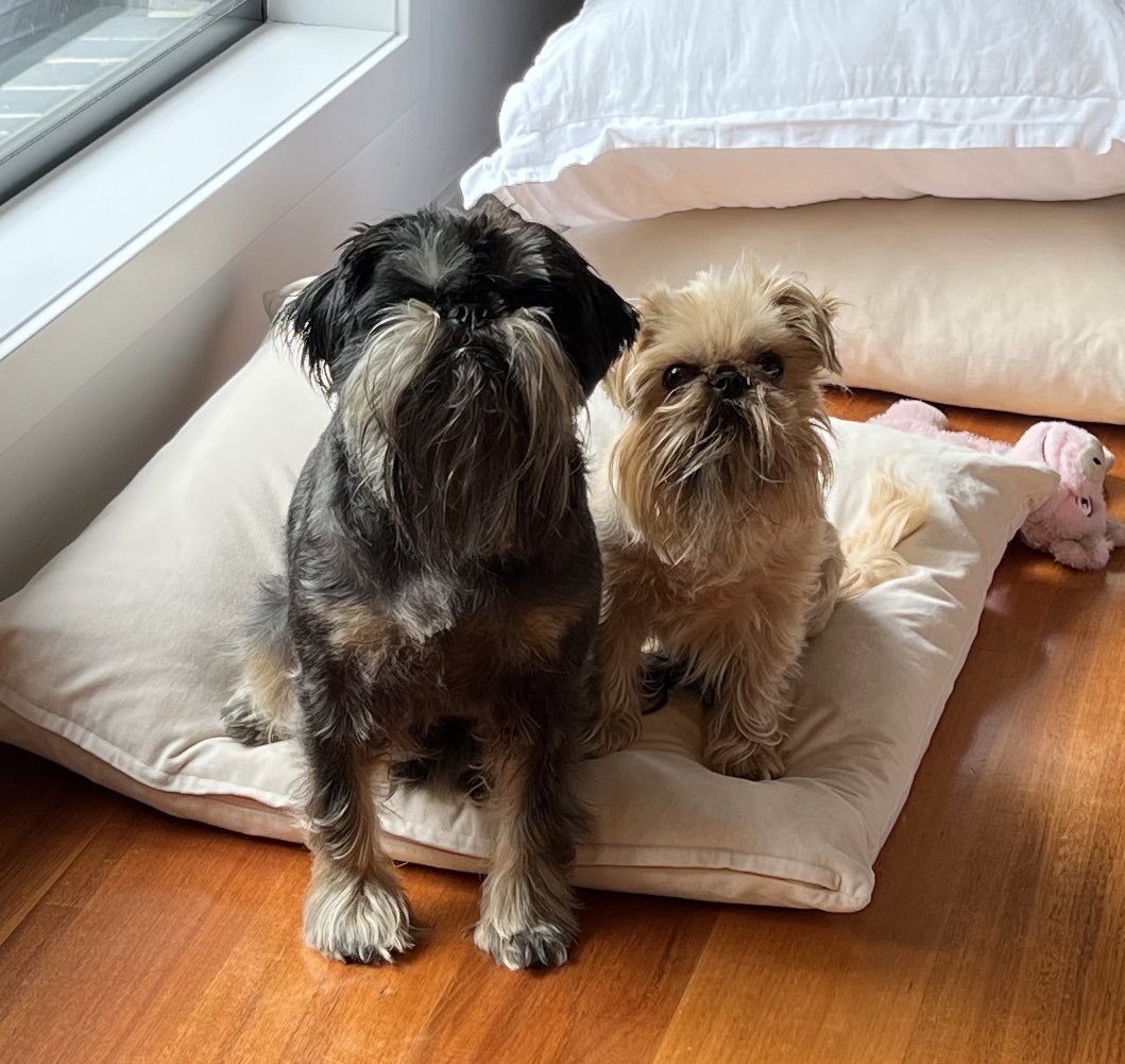 Sharnelle Vella tweet media