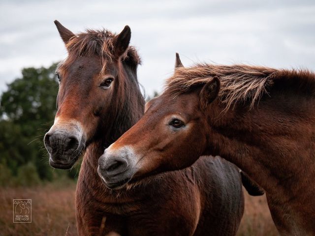 CumbriaWildlifeTrust tweet media