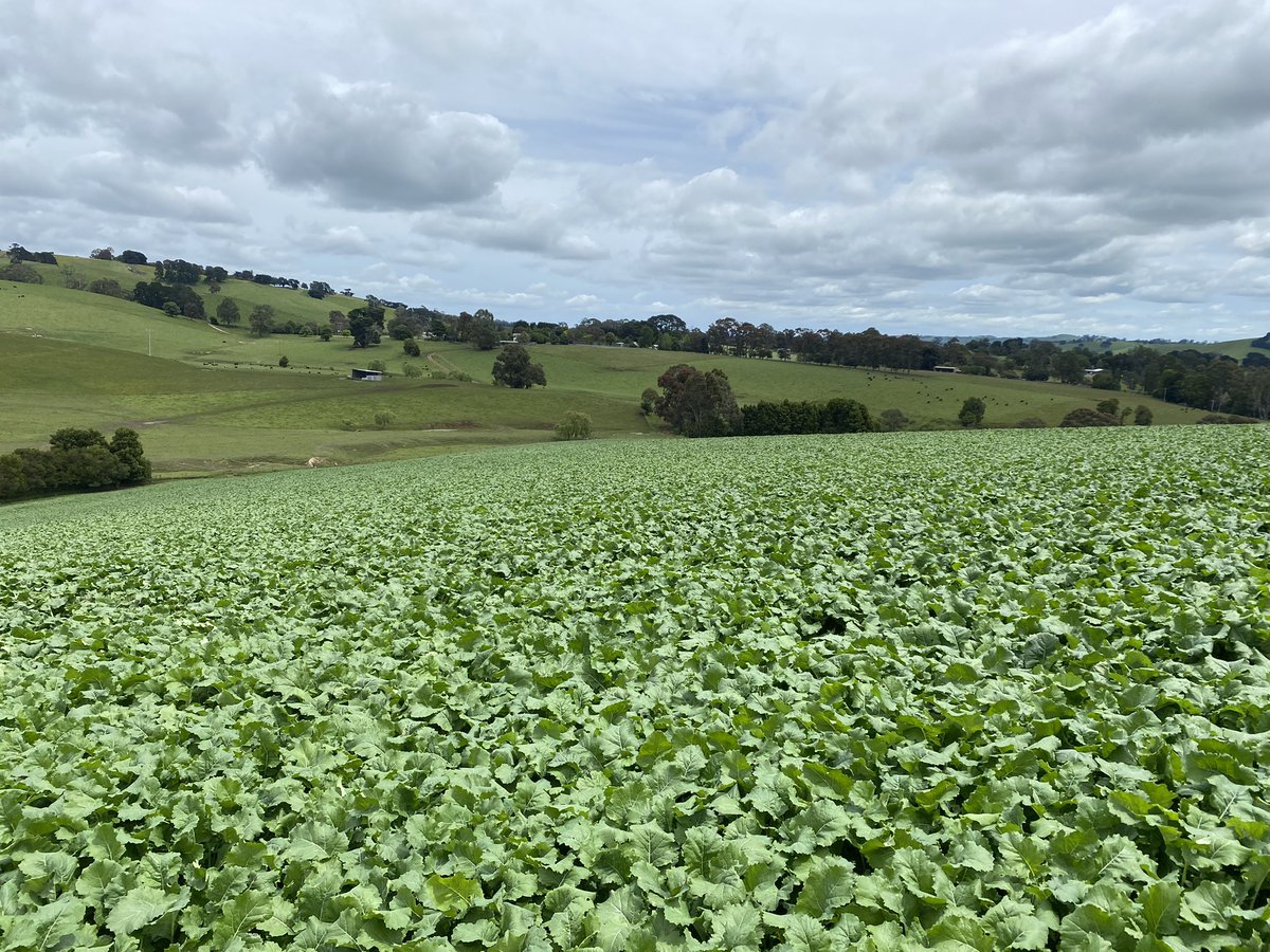 angus_olding's tweet photo. A cracking looking #Leafmore Rape crop of Hannah’s about 6 weeks post sow. #SouthGippsland https://t.co/G4lb7CjXhS