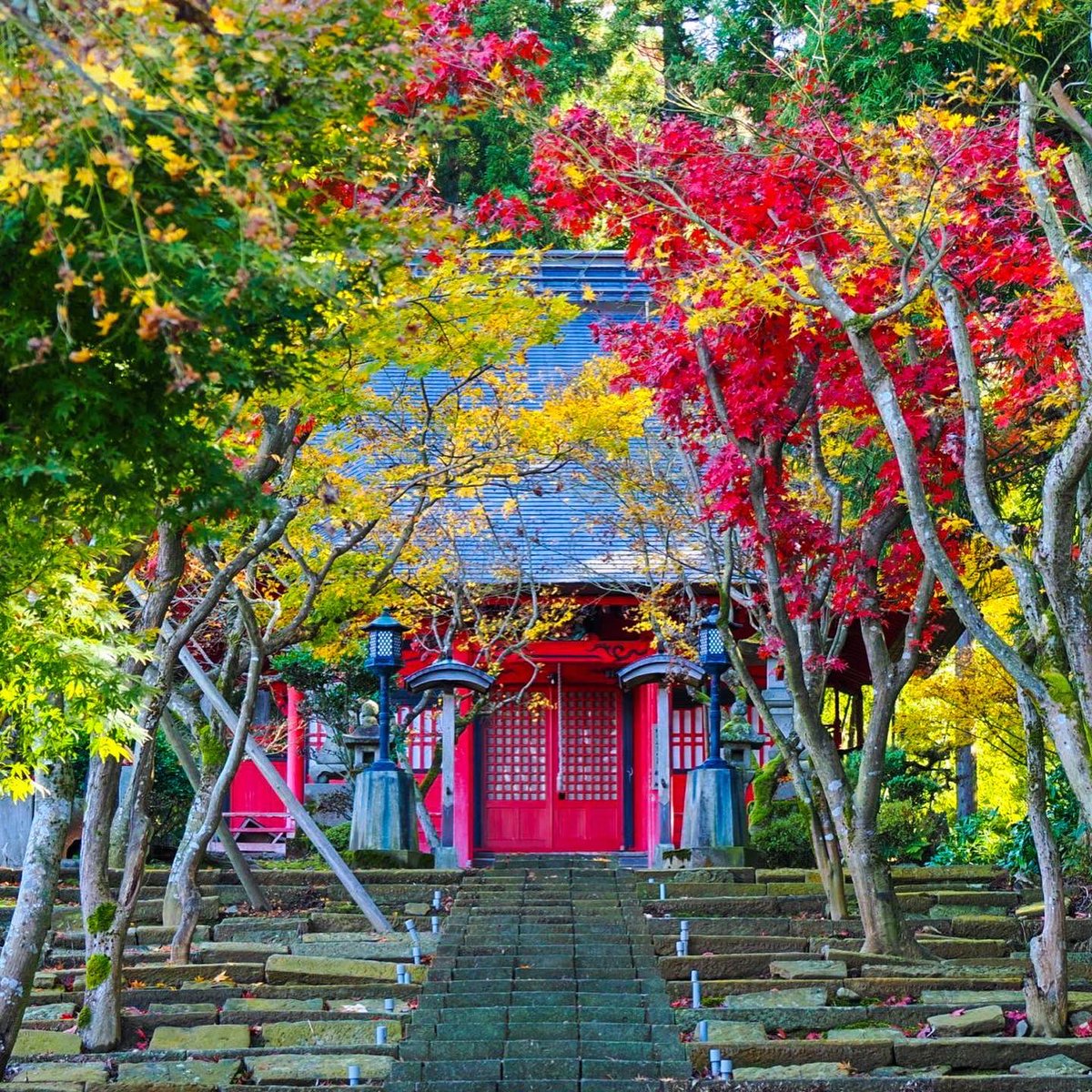 mashiko1970's tweet photo. 深紅

#如法寺
#深紅
#deepcrimson
#紅葉
#寺社仏閣
#神社仏閣
#歴史的建築物
#木造建築物
#朱塗り
#写真好きな人とつながりたい
#カメラ好きと繋がりたい
#ファインダー越しの世界 
#キリトリセカイ
#カメラのある暮らし
#カメラ仲間募集
#マリサポ写真部 
#新潟カメラ部
#ポンコツフォトグラファー https://t.co/3ntOmlWtXd