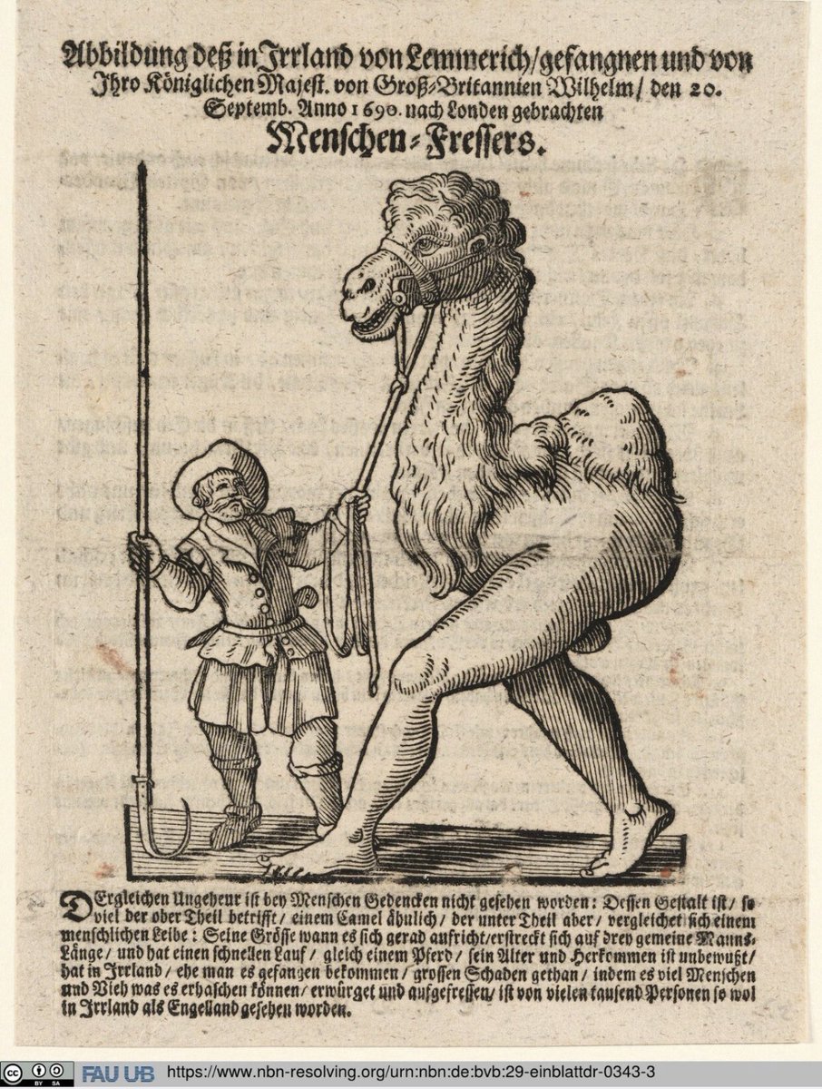 Learned today from Mastodon historian @dbellingradt@mastodon.social
of Germany’s 17th Century common knowledge that the people of Limerick included man-eating ManCamels, one of which was touring Germany after being captured by William III.

Makes a change from pigs, I suppose.