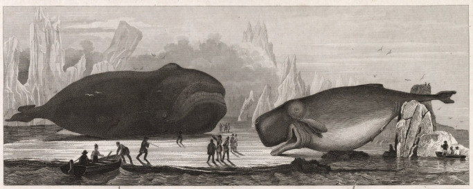 Drawing of two species of #whale #stranded on the shore, #rightwhale (Eubalaena glacialis) and #spermwhale (Physeter macrocephalus) from the atlas of Johann Georg Heck 1850.