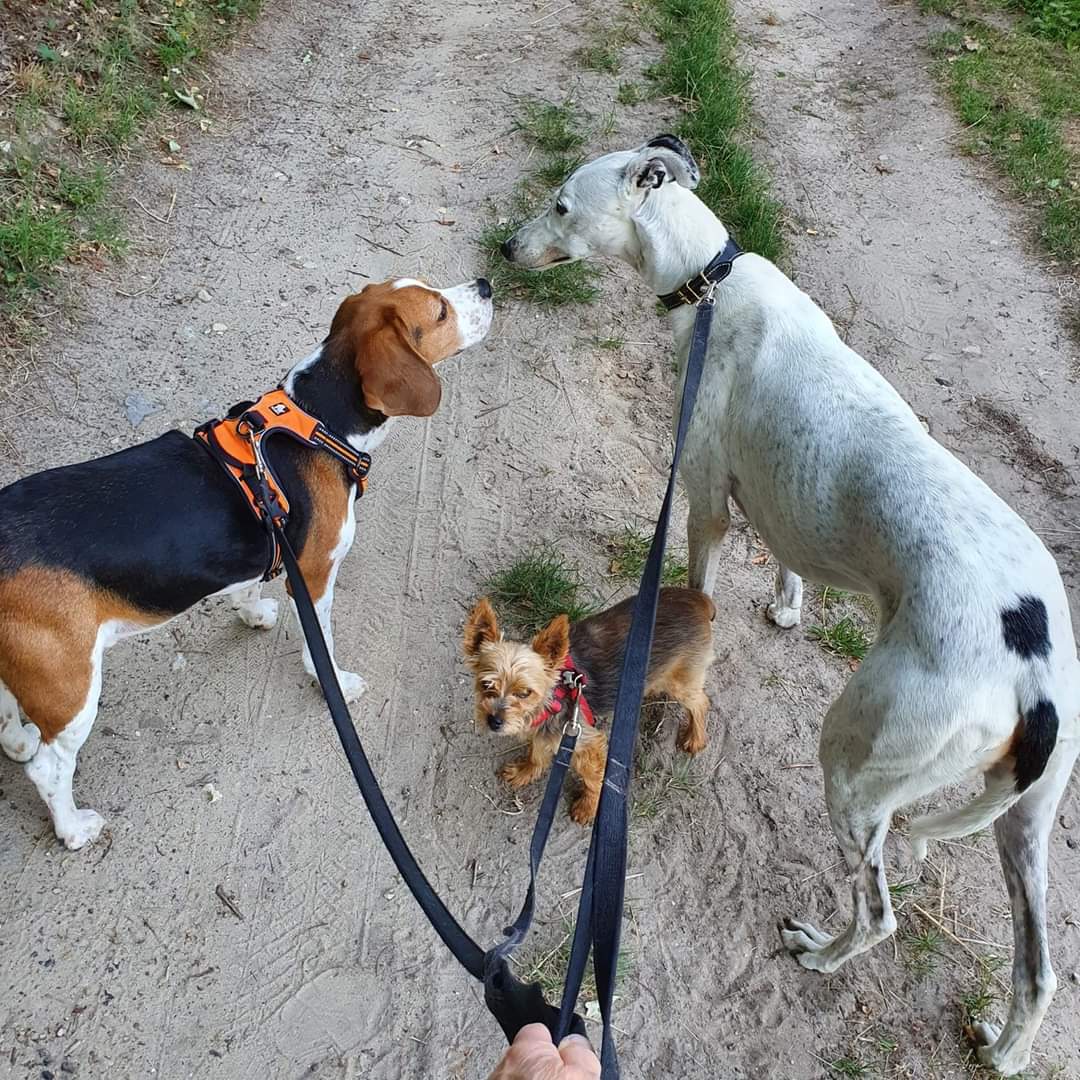 Association Owca tweet media