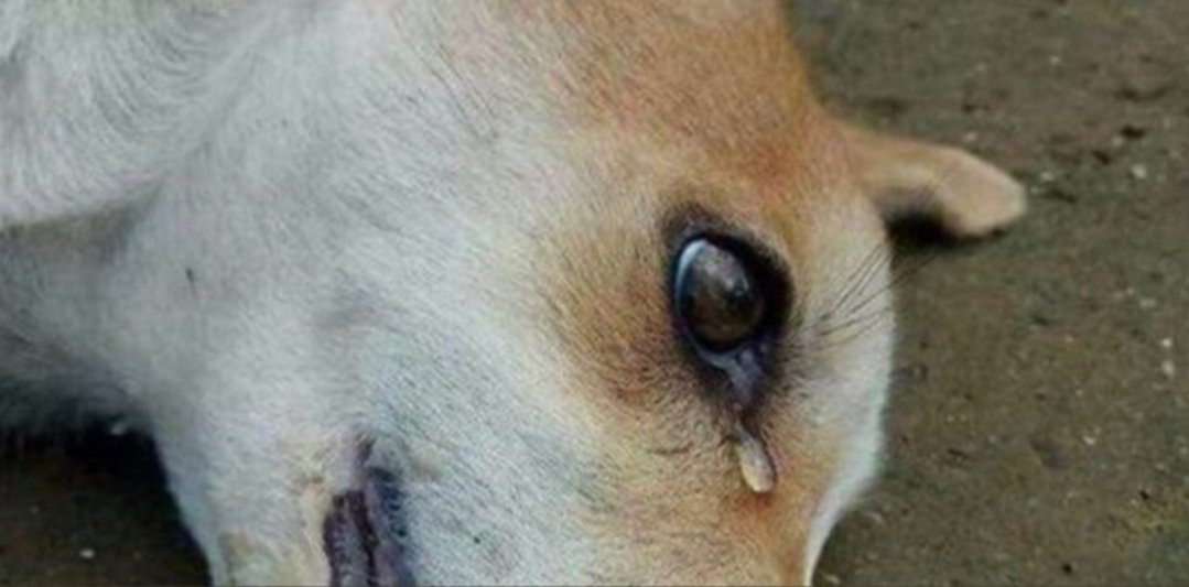 Cellat sıfatını üstlenmiş aşağılık insanoğlunun devri...
#konyadakatliam #Mamaktakatliamvar