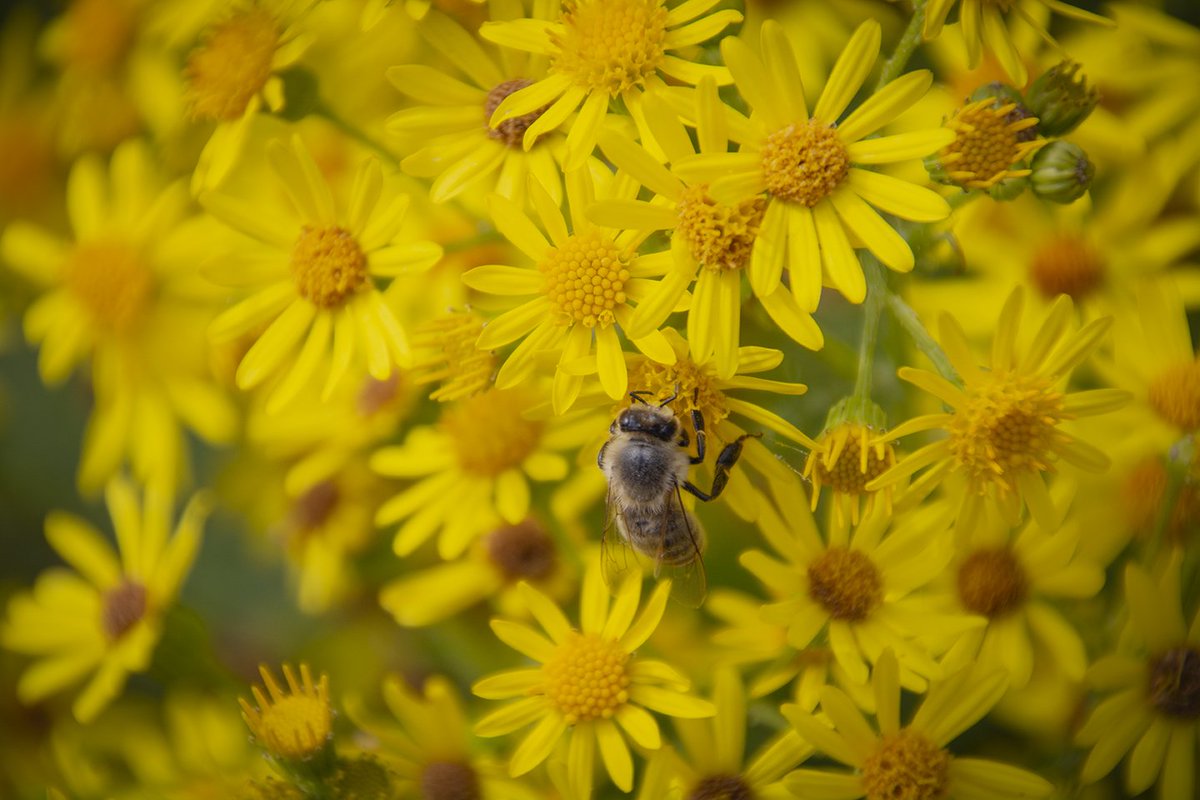 FotoGraaGHanneke/Hanneke Duifhuize tweet media