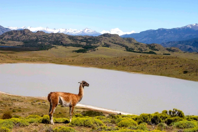 Lily chose Patagonia! Check out her review in the link below and get on your own journey of finding the program that suits you! 

studyabroad101.com/programs/round…

#abroad101 #studyabroad #studentlife #travel #chile #patagonia