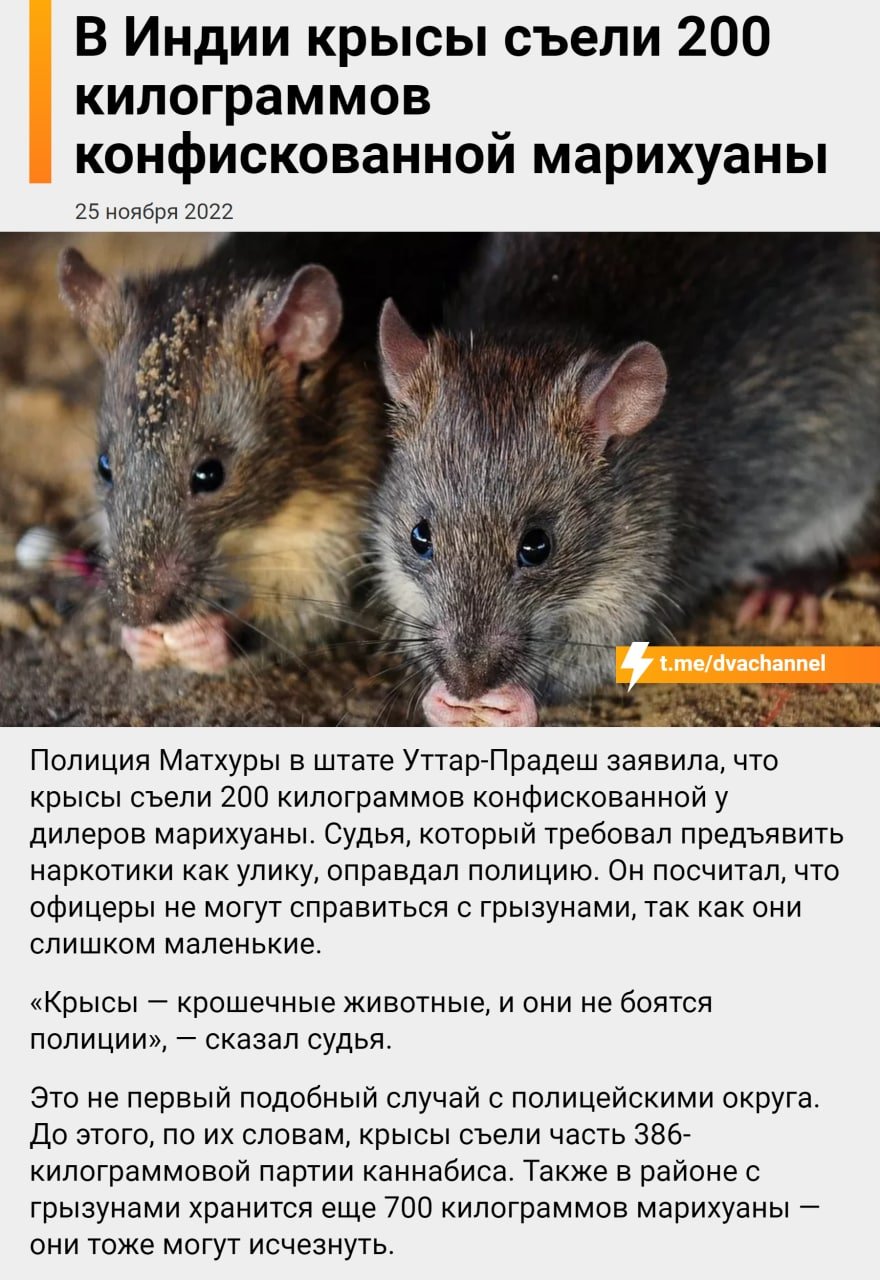 Двач on Twitter: "В Индии крысы съели 200 килограммов конфискованной ...