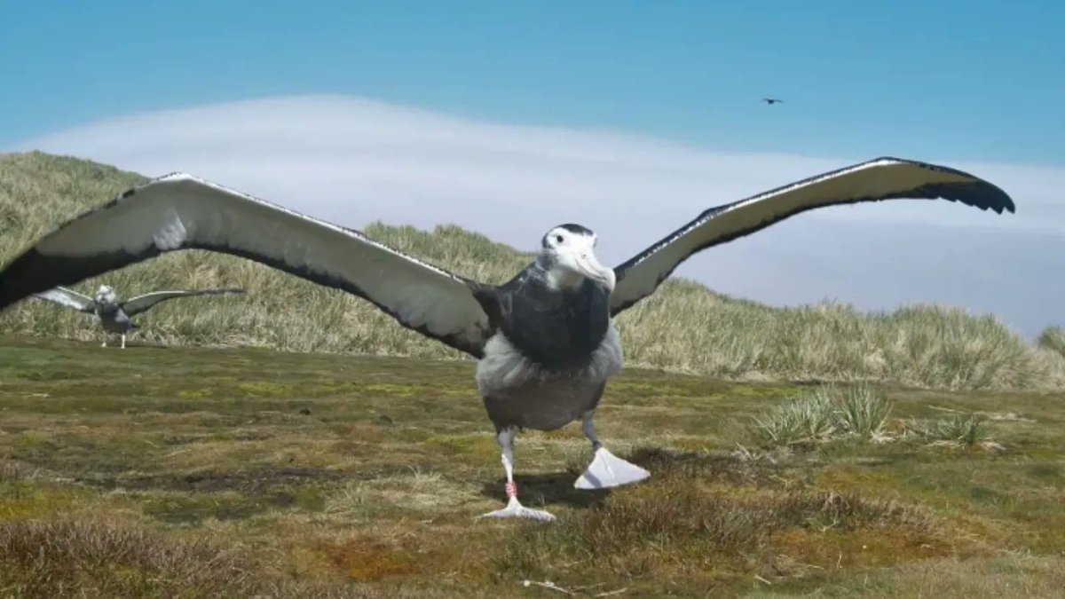 Big news from Bird Island… the Wandering albatross chicks have started to fledge! After a few test-jumps this chick took to the skies and won’t return until at least 5 years of age. Wish them luck on their journey across the High Seas!  
📸: Erin Taylor #AlbatrossStories