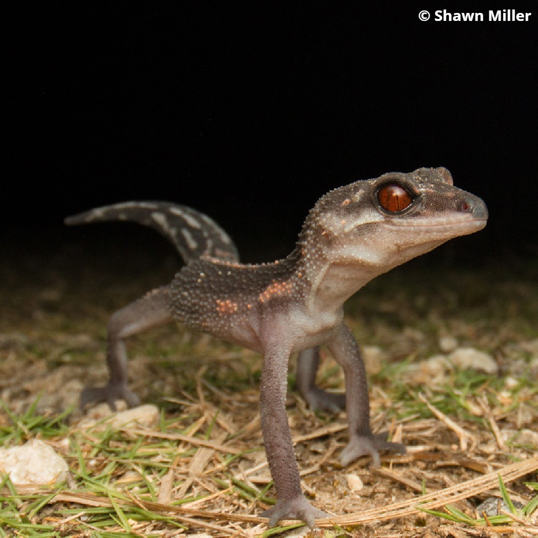 EDGEofExistence's tweet photo. Last in #15FootstepsForward is the mapping of the evolutionary history of the world’s terrestrial vertebrates.
The mapping highlighted the plight of EDGE species such as the Western Swamp Turtle, Tokashiki Gecko and Numbat.
Head to Facebook to learn more https://t.co/4ADT1ziyXm https://t.co/X3k6B1C1Ad