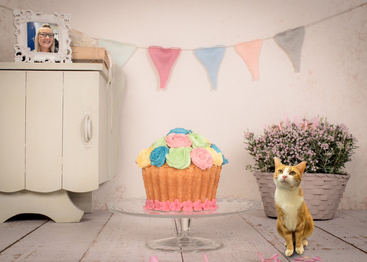 Stumpy Cat tweet media