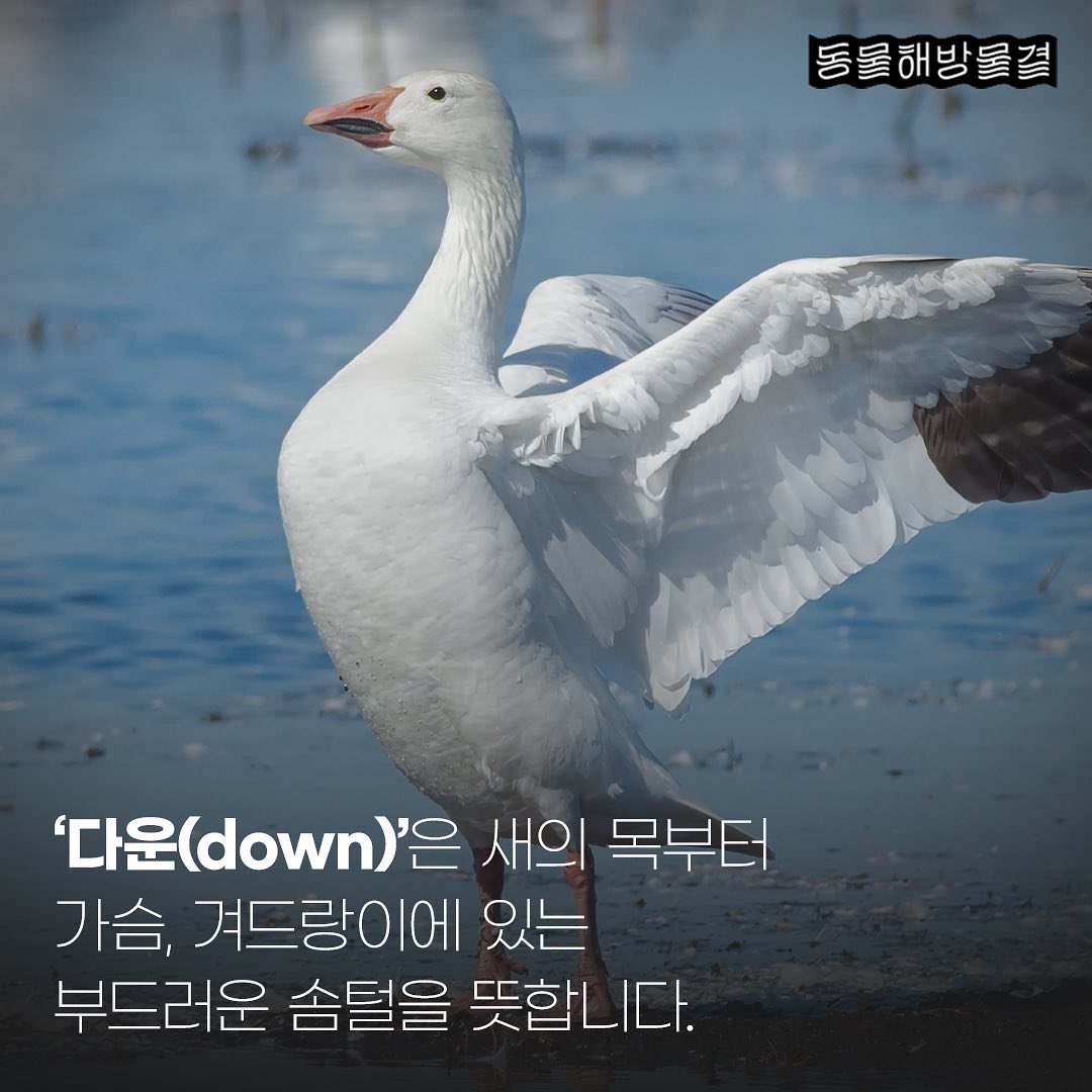 donghaemul_kr's tweet photo. 😤: 어차피 계속 자라는데, 내가 좀 쓰면 안돼?
🦆: 너도 머리카락 뽑아봐. https://t.co/VbDlrh1YTF