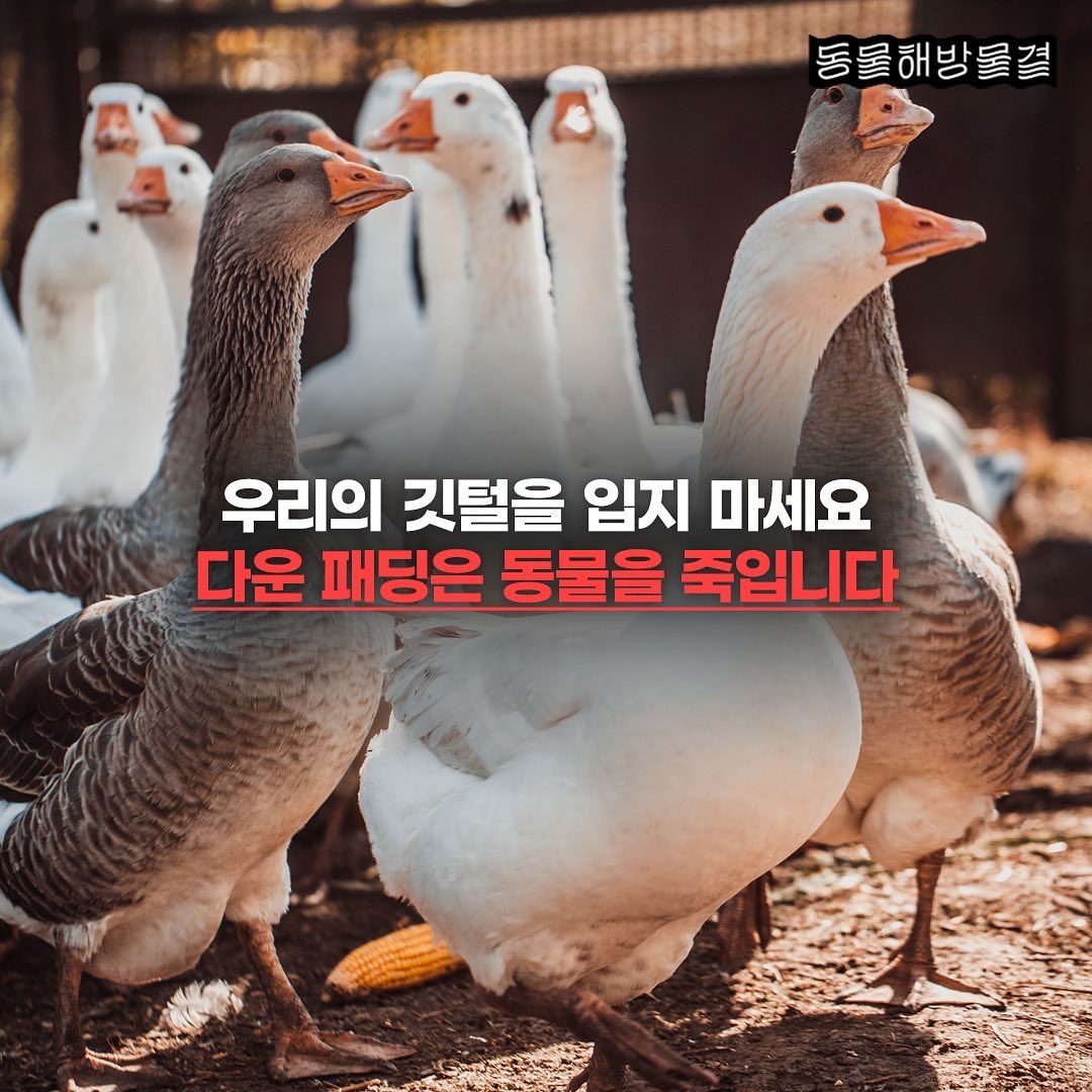 #겨울옷 #패딩 #숏패딩 #롱패딩 #점퍼 #오리털 #거위털 #동물학대 #라이브플러킹 #비건세상만들기 #동물해방물결 #느끼는모두에게자유를