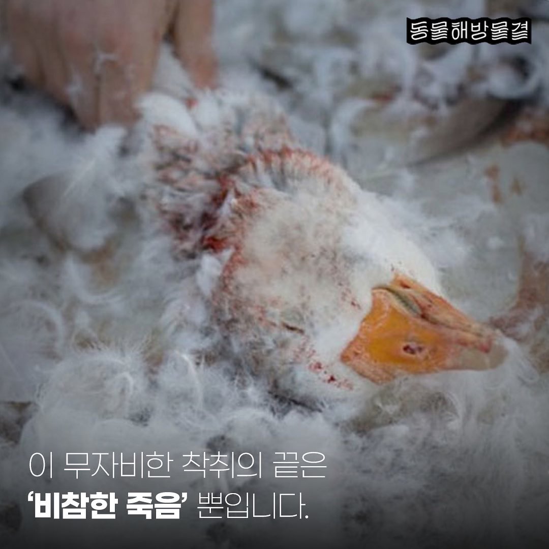 동물해방물결 tweet media