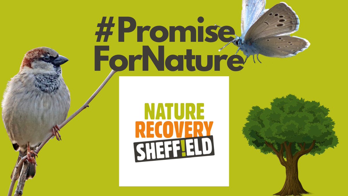 RecoveryNature's tweet photo. Need some #Twixmas inspiration? Take at look at our #NatureHeroes film: https://t.co/WUlgkaJBzE
In the New Year, we'll be asking residents and businesses of #Sheffield to make a #PromiseForNature for 2023. What will your pledge be? https://t.co/bMJjqNXtPQ