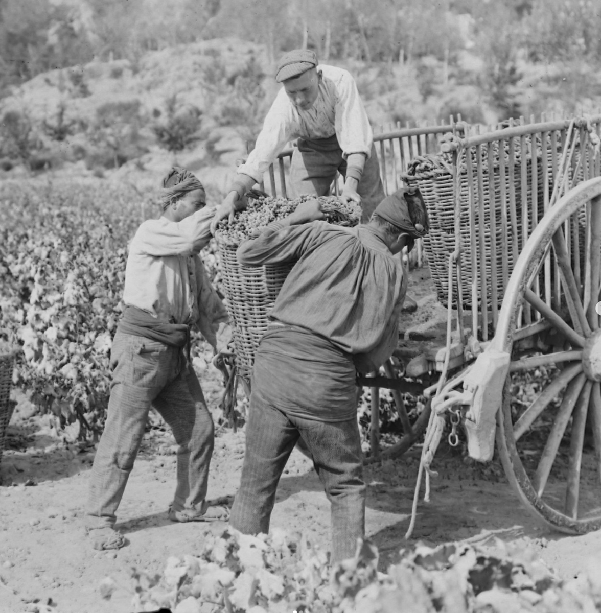 RaventosiBlanc's tweet image. [WINEGROWERS SINCE 1497 🌱]
The #family # where our wines are now produced has belonged to the Raventós family since 1497. 

Where Josep Raventós i Fatjó produced the first #sparklingwine with the #traditionalmethod in #Spain, using #nativegrapes from our estate.🍾