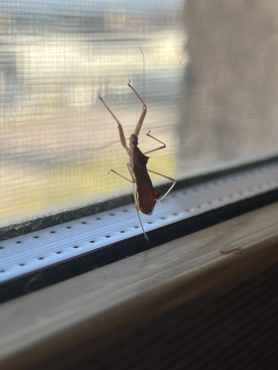 È una settimana che gira per casa, ma non riesco a capire cosa sia. <a href="/Nicola_Bressi/">Nicola Bressi</a> che sarà mai?