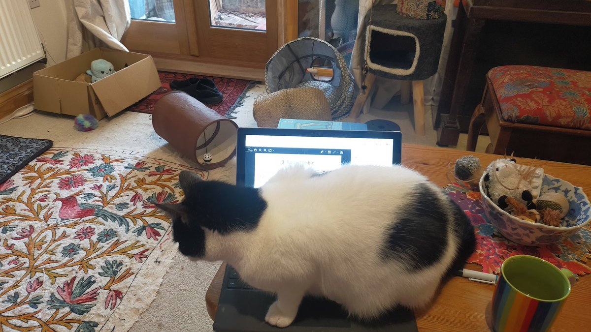 Despite the plethora of cat beds seen in the background, Wally has decided to sit right ontop of @paulsammonPE 's lecture on Kagan Structures... #workingfromhome #teachertrainee #UOBLTCONF