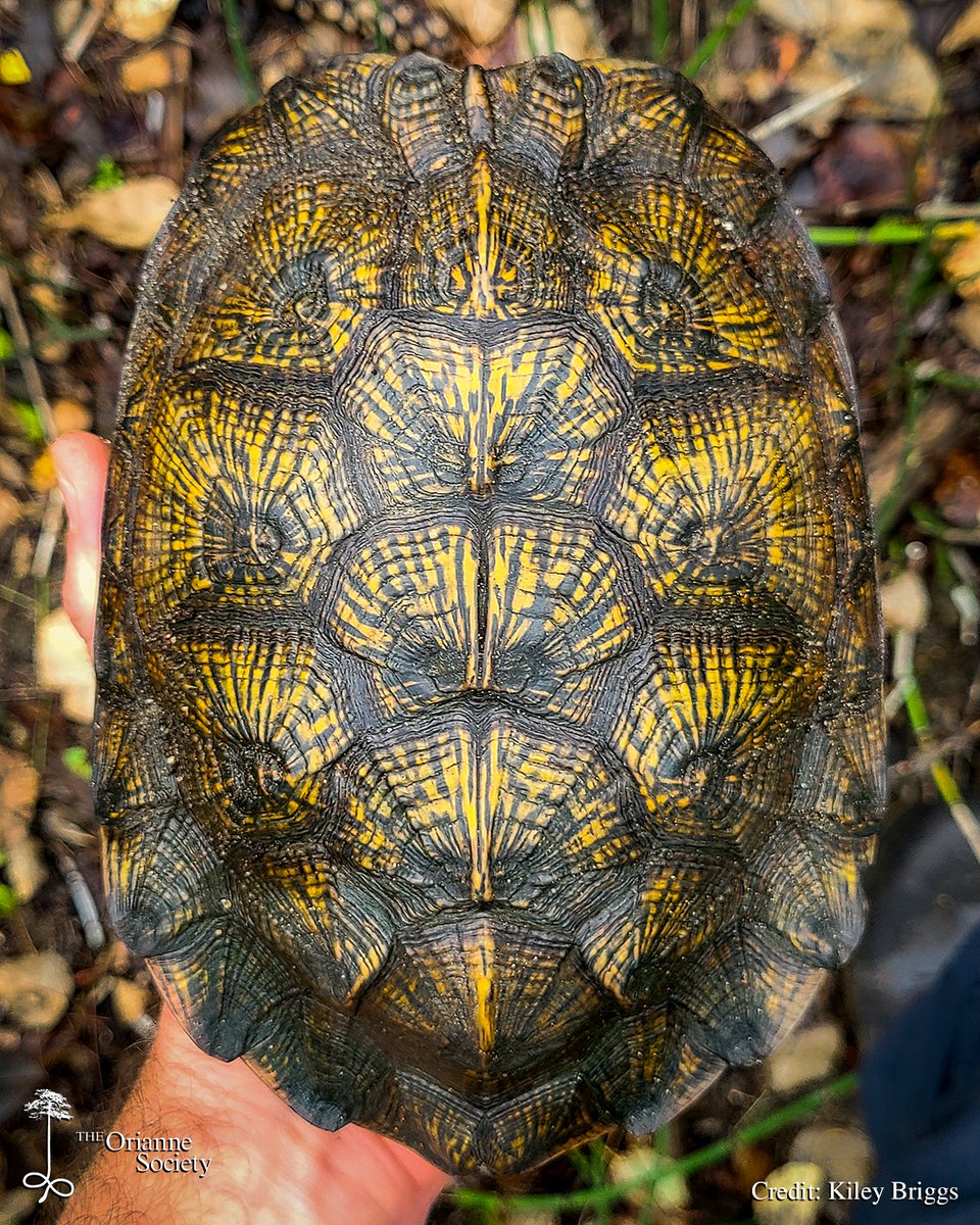 OrianneSociety's tweet image. Do Wood Turtle shells get any prettier than this? 

We didn’t have a chance to see either of these turtles this year, but our fingers are crossed for 2023!

#turtles #turtleshell #woodturtle #glyptemysinsculpta  #turtleconservation #tortuga #tartaruga #tortue #kame #kachhua
