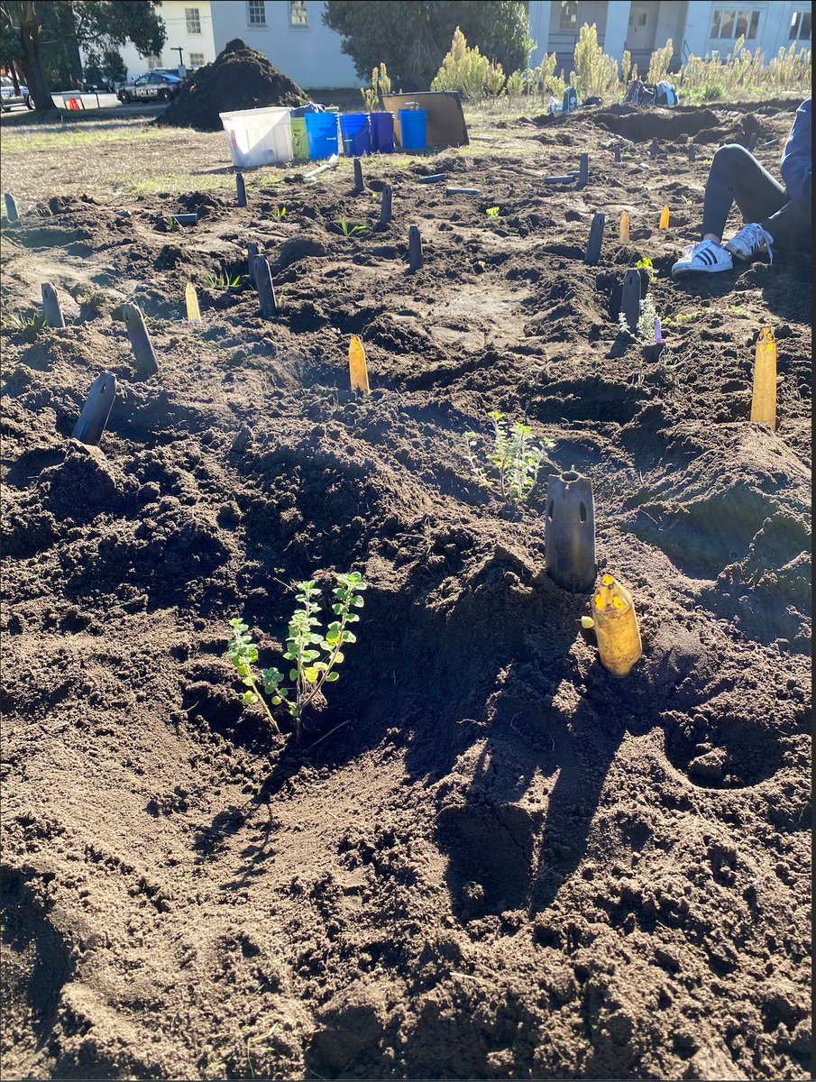 AllyHalliday23's tweet photo. A couple weeks ago on 11/12, I volunteered with the Presidio to plant almost 1,000 plants at the Fort Scott Parade Ground. We planted many 26 different, native plants, 4 of which were native grasses! #consbioUSFCA #conservation #nativeplants https://t.co/m5gqB1eurF