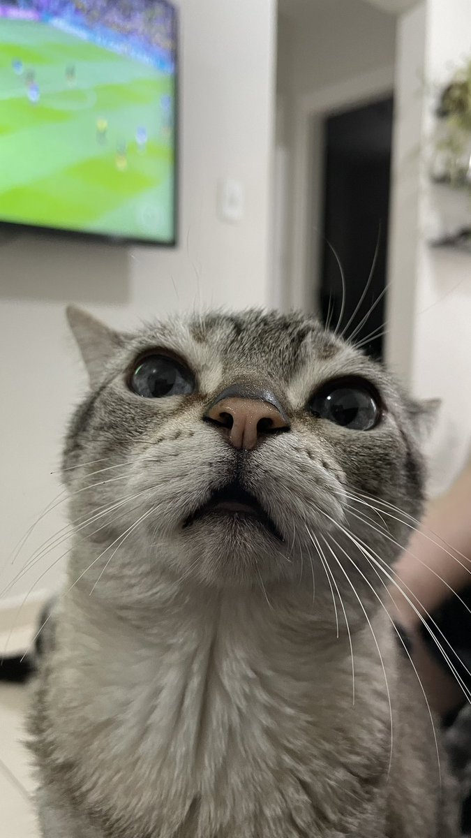 wtfmiu's tweet photo. ué falaram que ia ter camarão https://t.co/ZzIdYOH93y