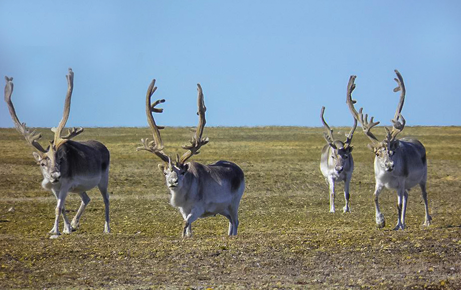 Today is #WorldWildlifeConservationDay! 🦌🐋🐦Learn how we’re working to restore habitat for the endangered Peary caribou in Qausuittuq National Park ➡️ bit.ly/3Fg0lJZ #ParksCanadaConservation