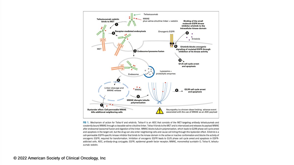 JCO_ASCO's tweet photo. 🧐 #JCO #UnderstandingThePathway: Exploring the next frontier in non-small-cell #LungCancer w/ high MET &amp; mutated EGFR 🎯
https://t.co/LLw2bA8AcI
#LCSM #NSCLC #cagenome @DrRaviSalgia https://t.co/itBdLayTQT